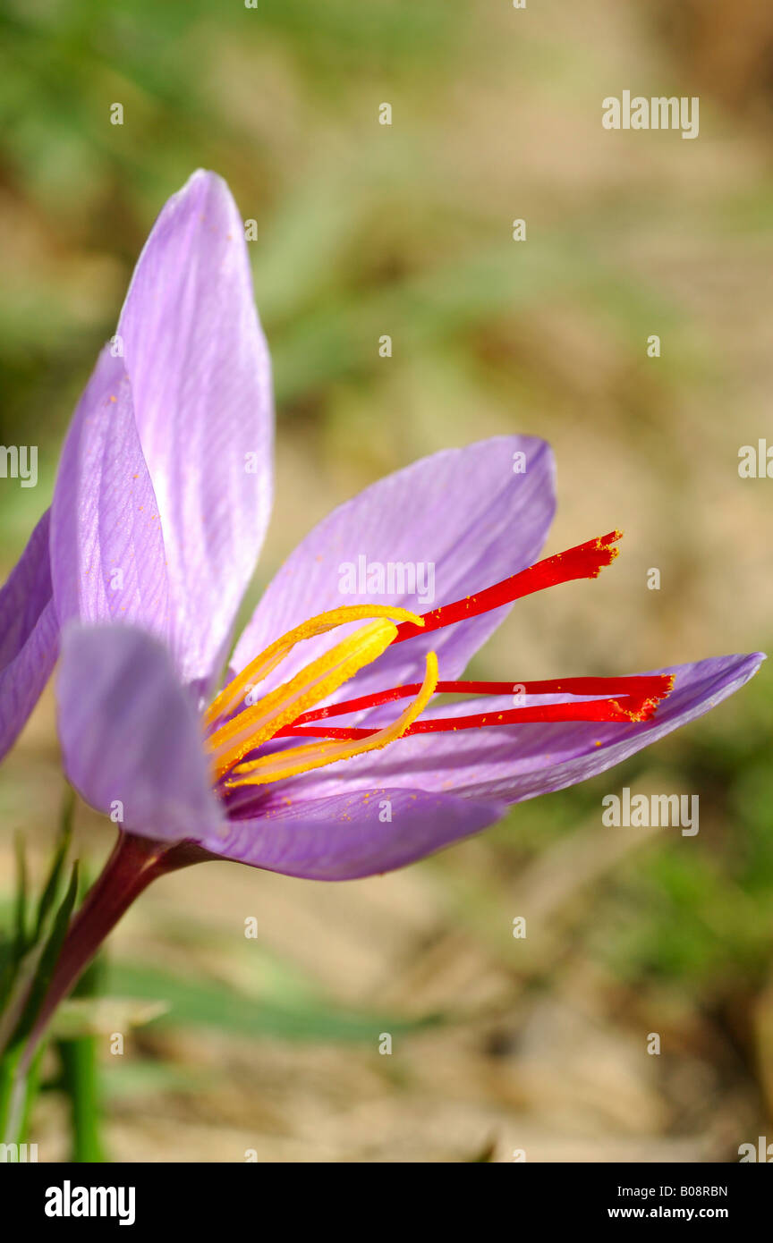 Saffron Crocus (Crocus sativus) with red stigma, Munder Safran, Mund, Valais, Switzerland Stock Photo