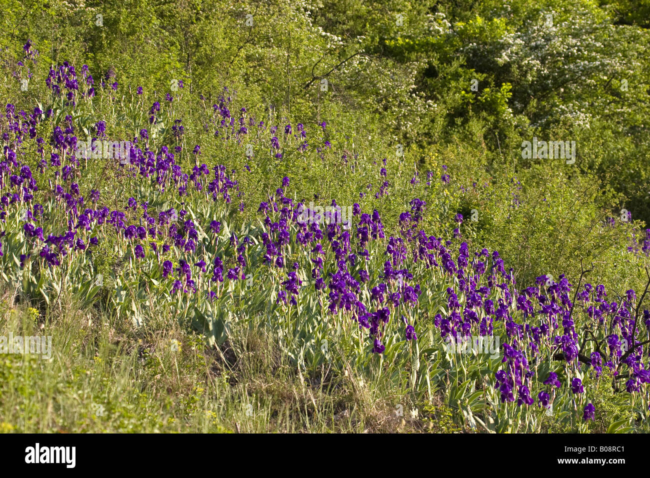 garden iris, German iris, bearded iris, fleur-de-lis, flag (Iris germanica), many on meadow, Germany, Baden-Wuerttemberg, NSG H Stock Photo