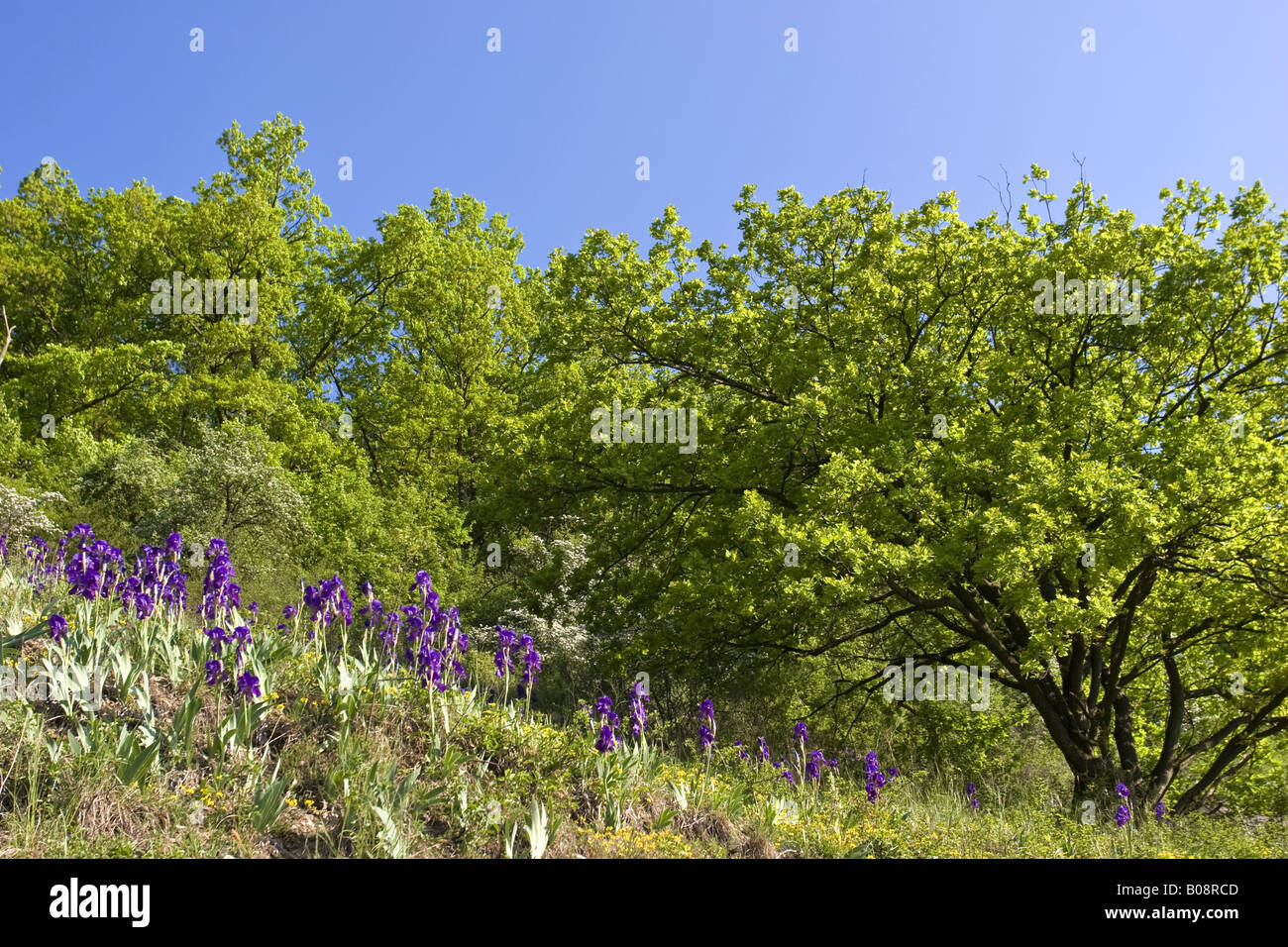 garden iris, German iris, bearded iris, fleur-de-lis, flag (Iris germanica), group on dry meadow, Germany, Baden-Wuerttemberg, Stock Photo