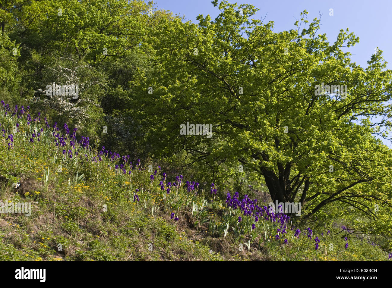 garden iris, German iris, bearded iris, fleur-de-lis, flag (Iris germanica), group on dry meadow, Germany, Baden-Wuerttemberg, Stock Photo