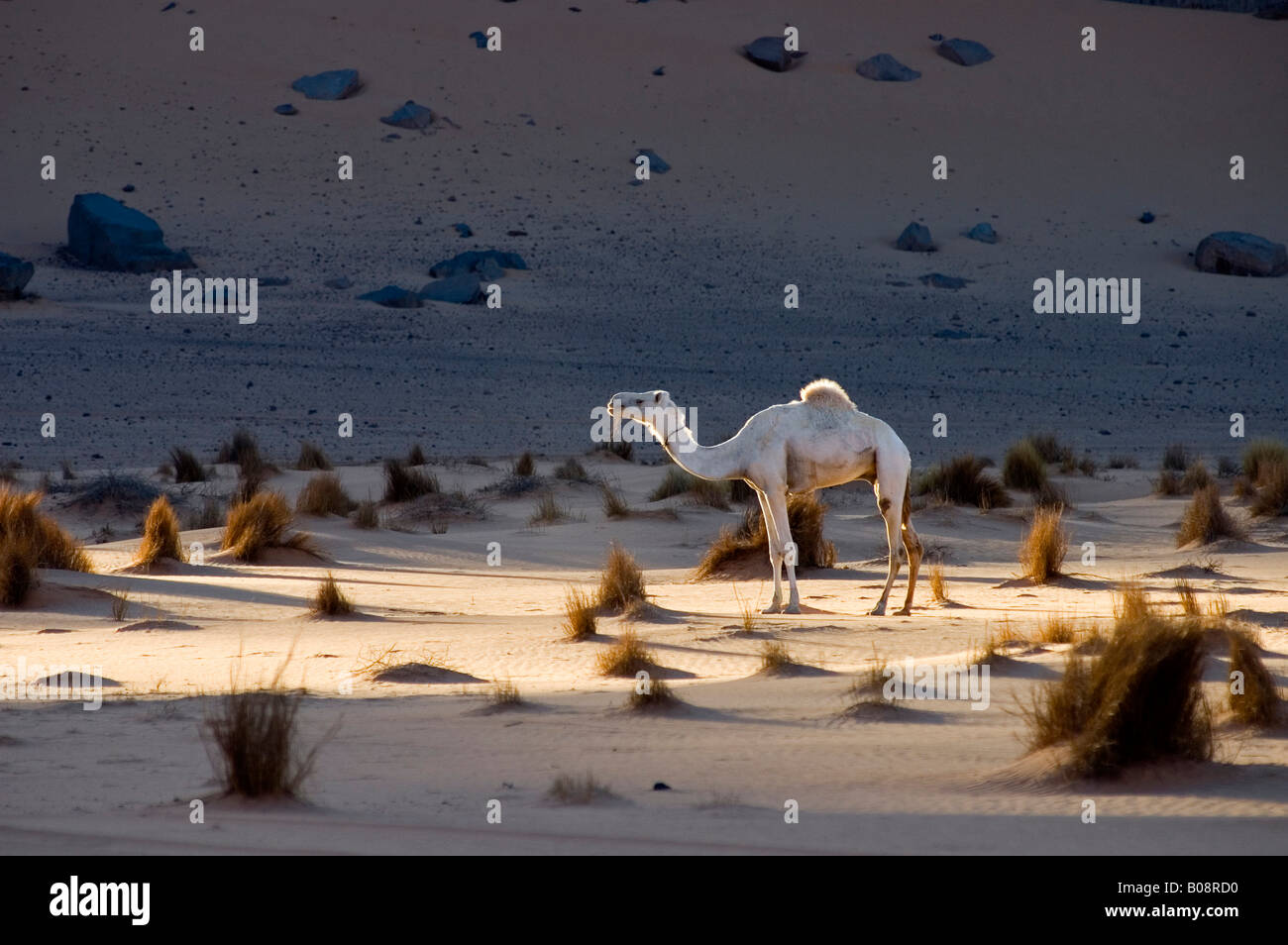 Lone white camel (Camelus dromedarius) in evening light in the desert sands of Libya, North Africa Stock Photo