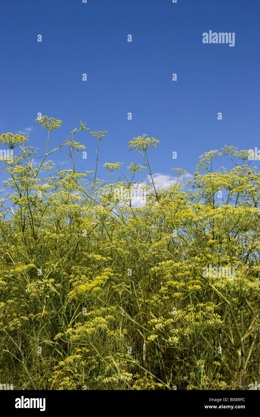 sweet fennel (Foeniculum vulgare, foeniculum), flowering, Germany, BadenWuerttemberg