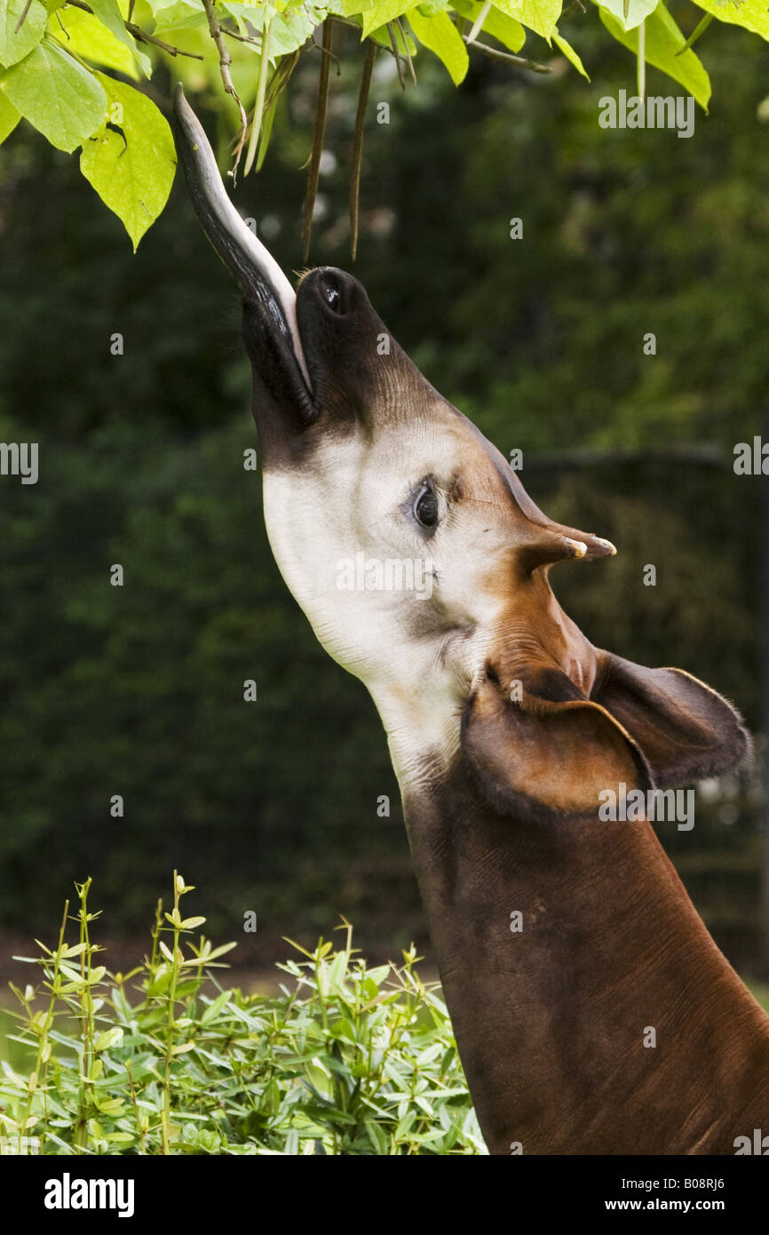 Okapi tongue hires stock photography and images Alamy