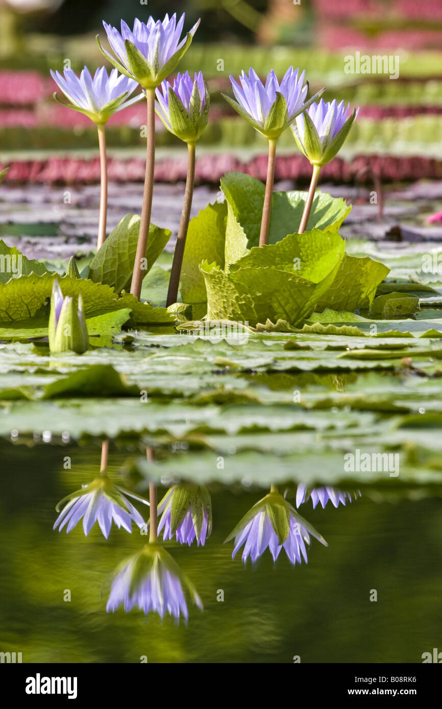 Egyptian Lotus Blue Lotus Of The Nile Blue Water Lily Nymphaea Caerulea With Flowers And Reflection Stock Photo Alamy