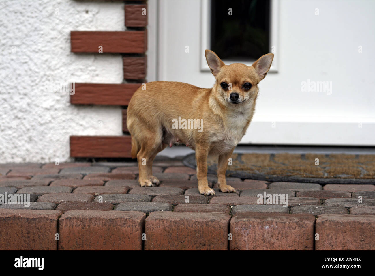 Chihuahua (Canis lupus f. familiaris), short hair Chihuahua in front of door Stock Photo
