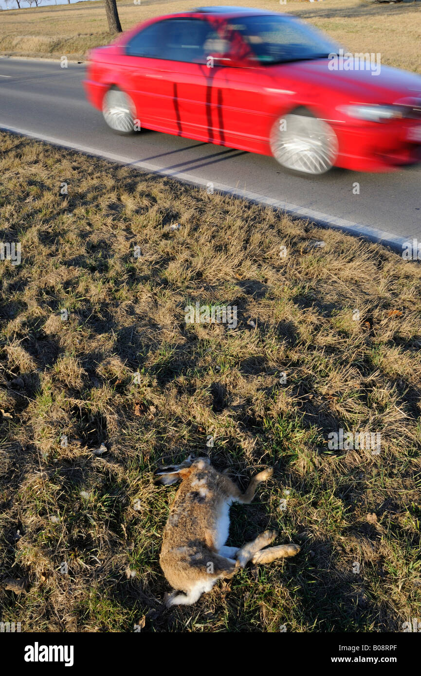 Car speeding past a dead, run-over rabbit on the side of the road, roadkill Stock Photo