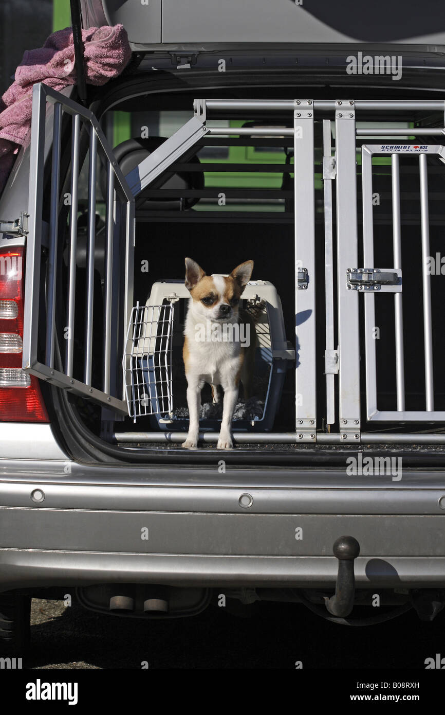 Hund in Decke mit Dose Kaffeebecher im Kofferraum eines SUV im Winterwald.  Wandern, Reisen und Camping im Auto mit Haustieren Stockfotografie - Alamy
