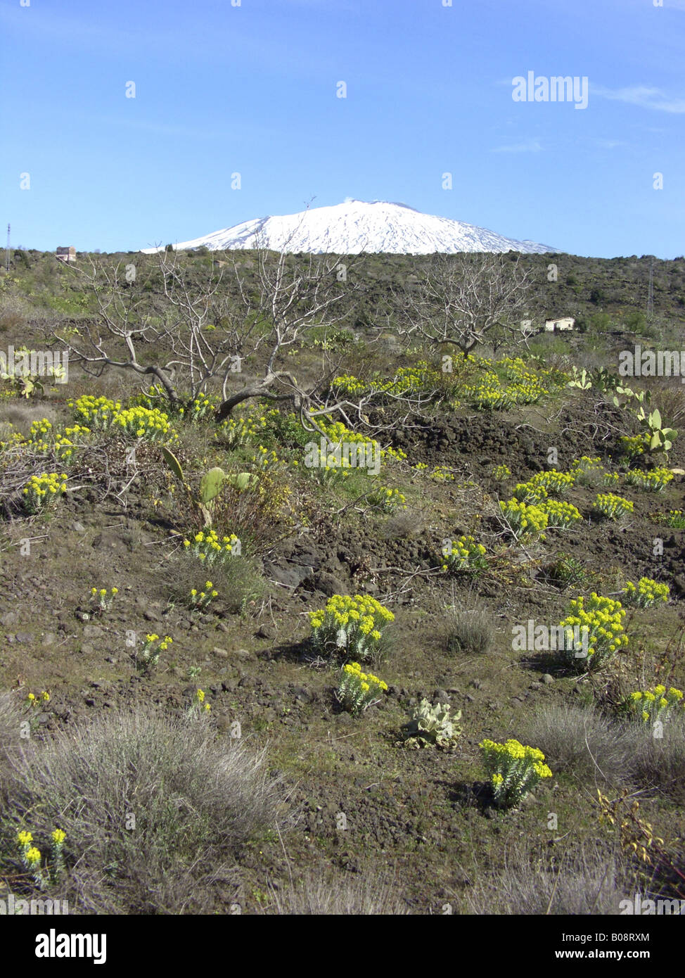 Silver Spurge, Upright Myrtle Spurge (Euphorbia rigida), blooming plants with the snow covered Mount Etna in the background, It Stock Photo