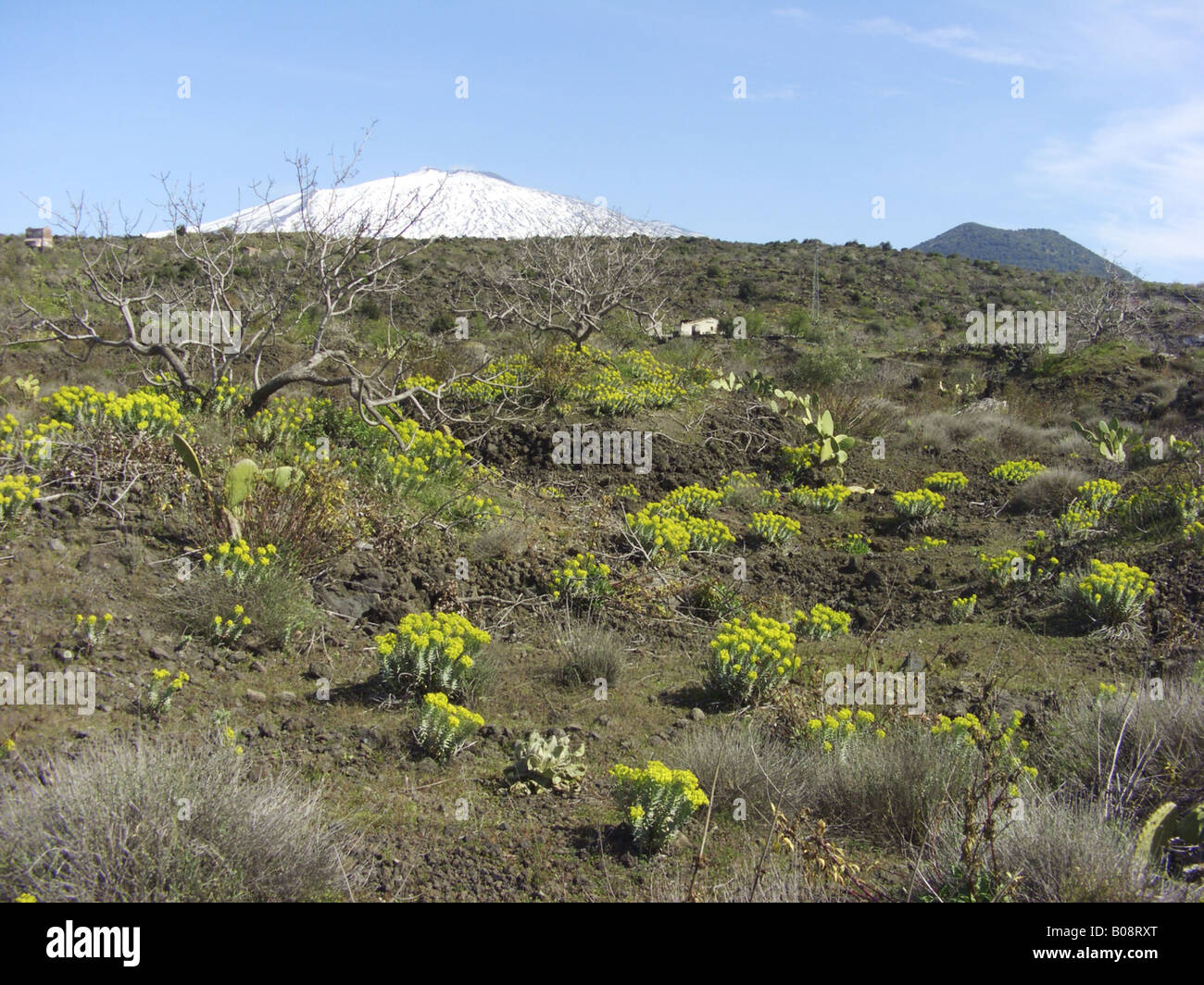 Silver Spurge, Upright Myrtle Spurge (Euphorbia rigida), blooming plants with the snow covered Mount Etna in the background, It Stock Photo