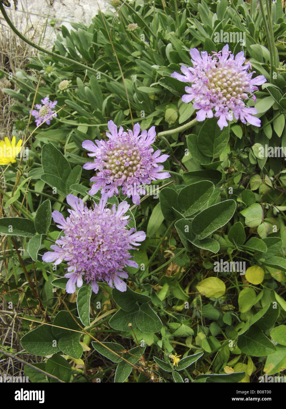 Cretan scabious (Scabiosa cretica), blooming plants, Italy, Sicilia Stock Photo