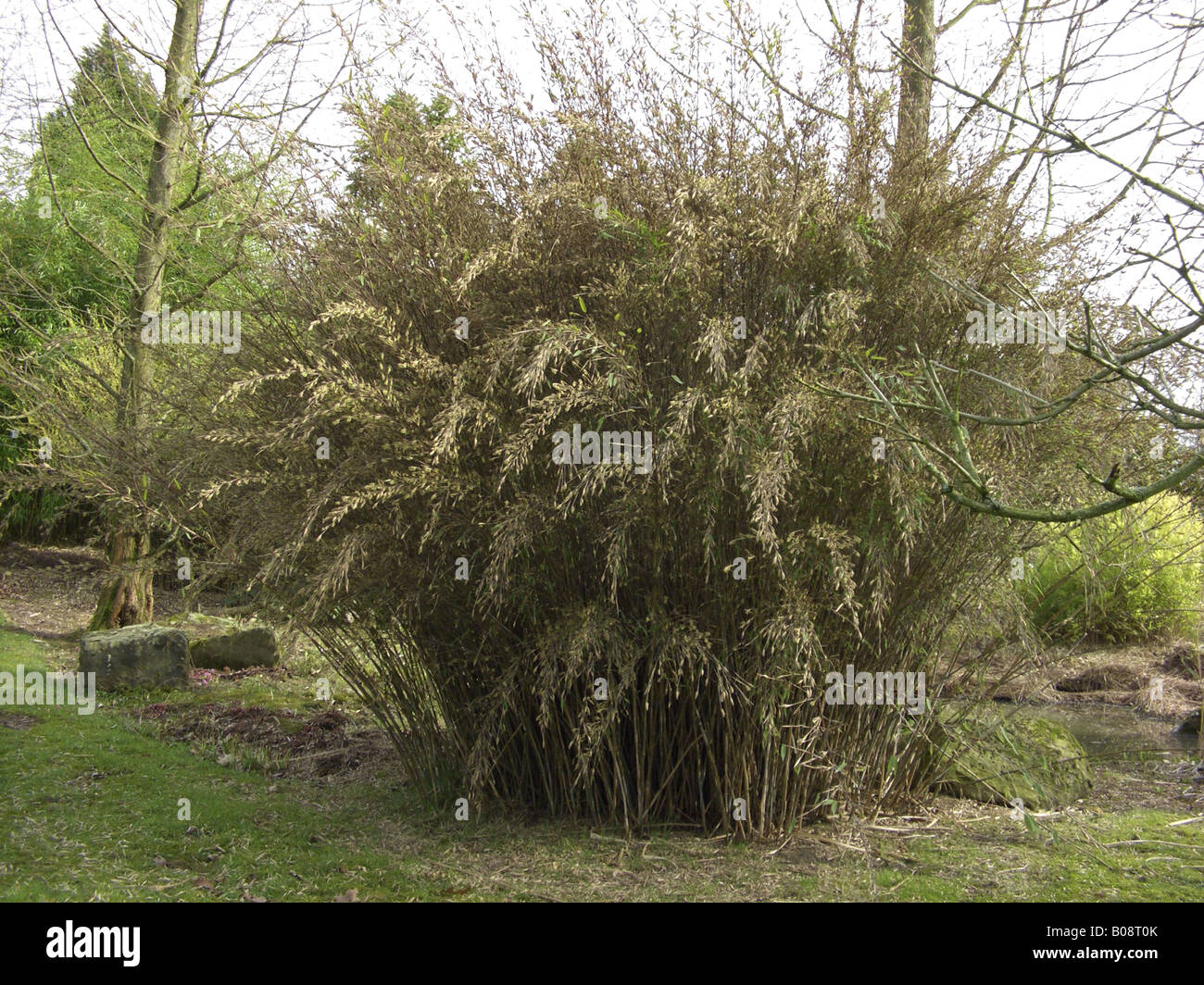 Hardy blue bamboo, Fountain bamboo (Fargesia nitida, Thamnocalamus nitidus, Siranundinaria nitida), blooming plants Stock Photo