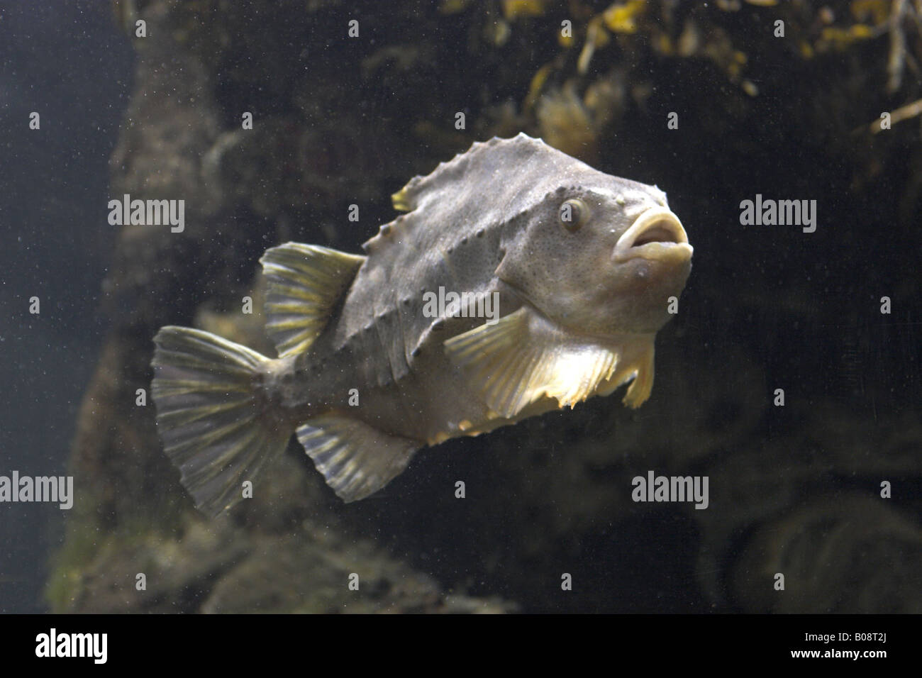 lumpsucker, lumpfish, hen-fish, henfish, sea hen (Cyclopterus lumpus), single individual Stock Photo