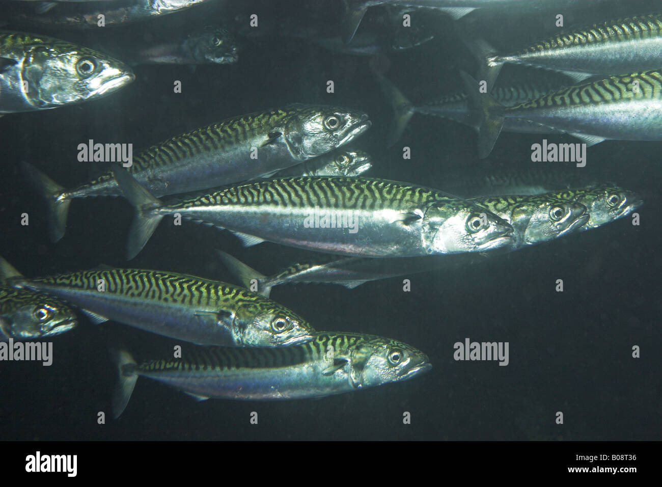 Atlantic mackerel, common mackerel (Scomber scombrus), school Stock Photo