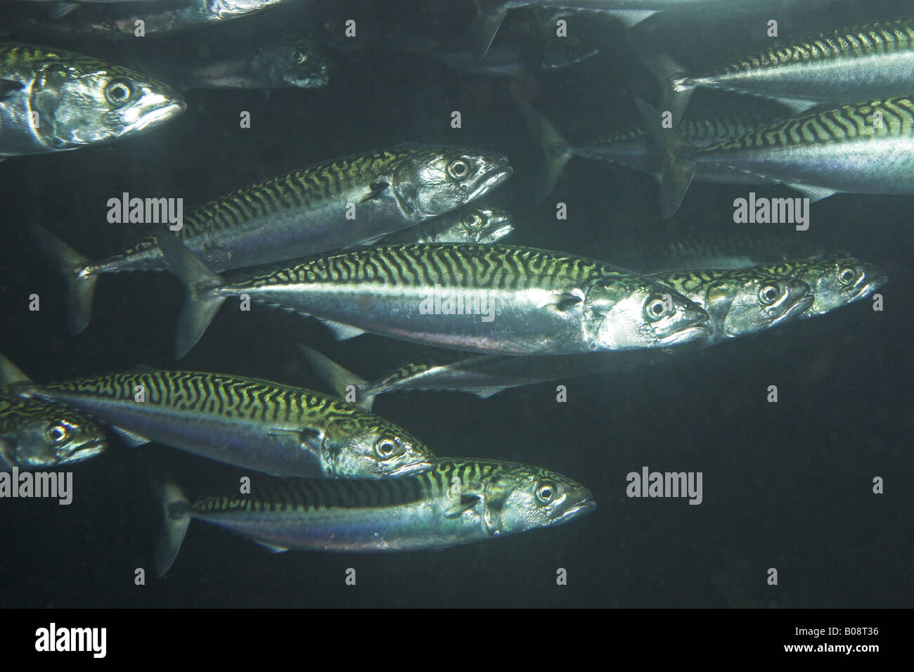 Atlantic mackerel, common mackerel school Stock