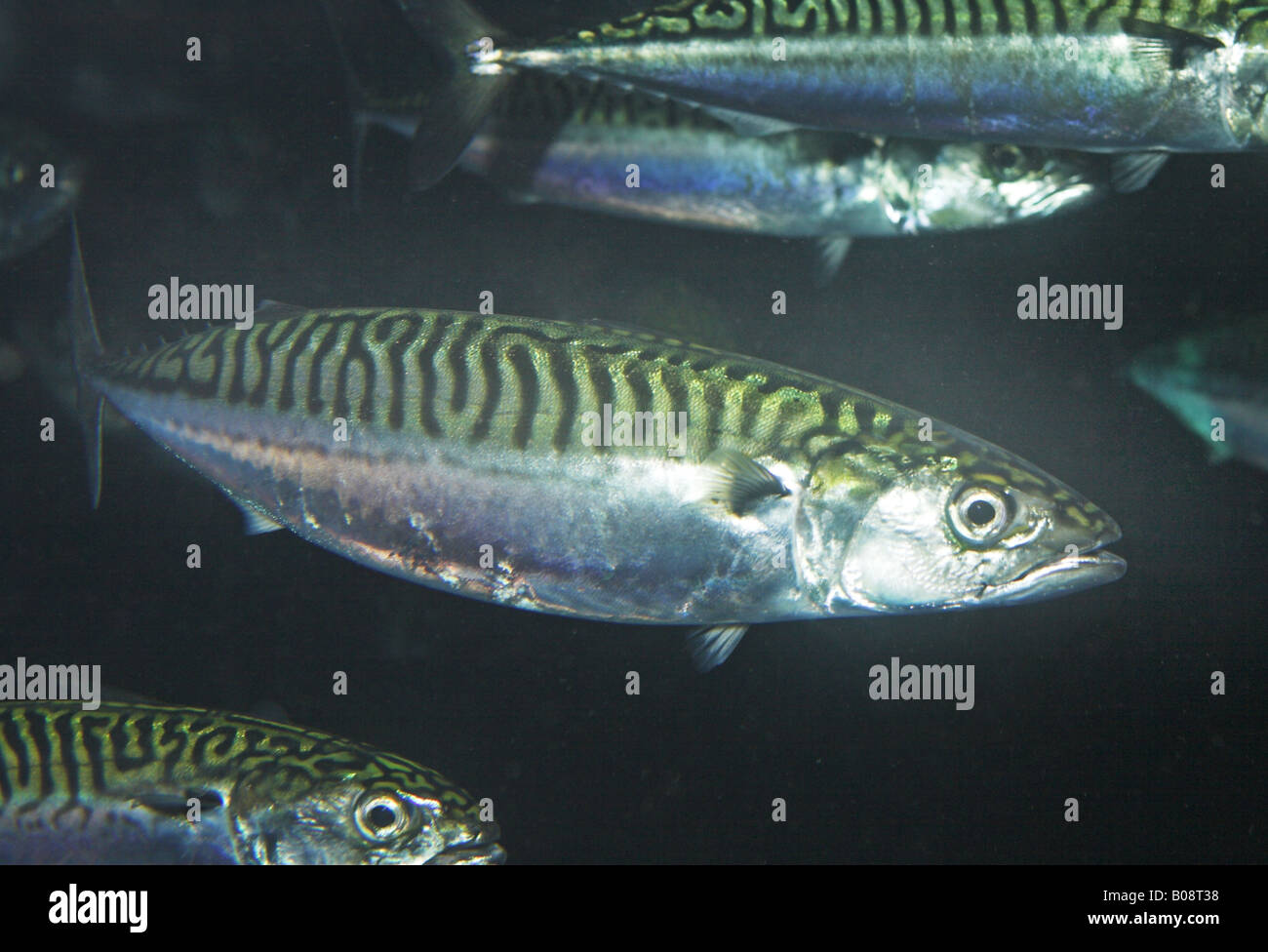 Atlantic mackerel, common mackerel (Scomber scombrus), school Stock Photo