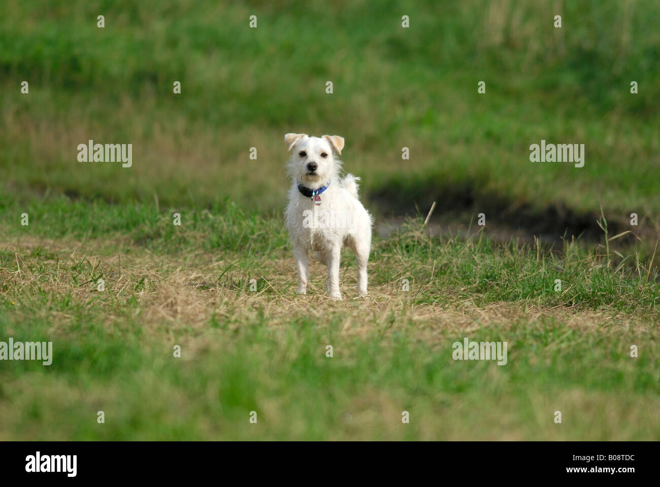 Small white mixed-breed dog Stock Photo