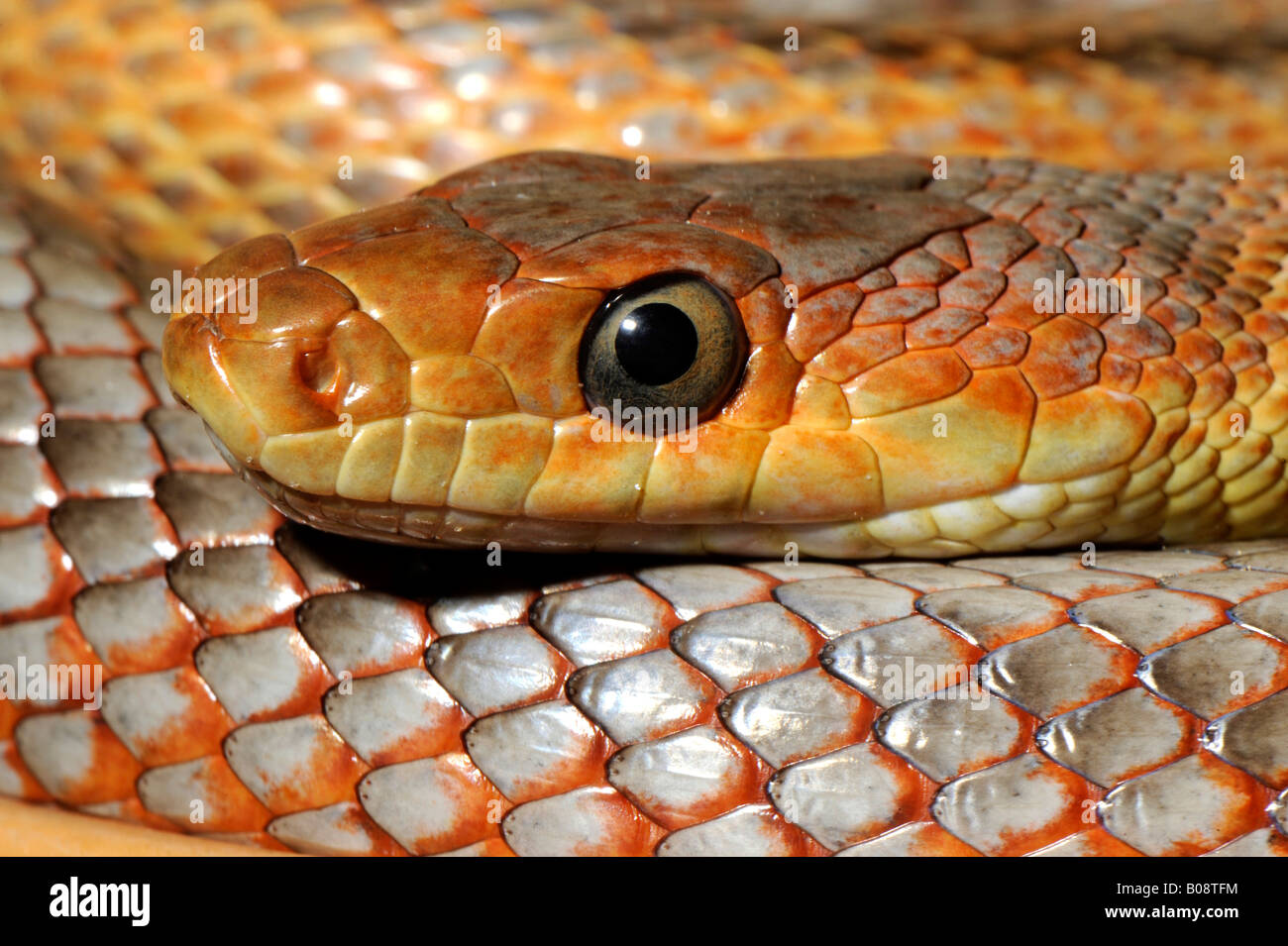 Baird´s Rat Snake (Elaphe obsoleta bairdi) Stock Photo