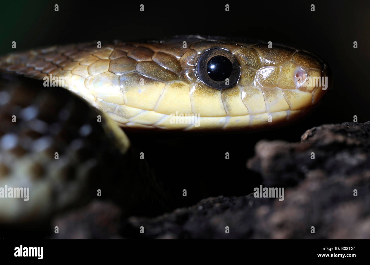 Aesculapian Snake (Elaphe longissima) Stock Photo