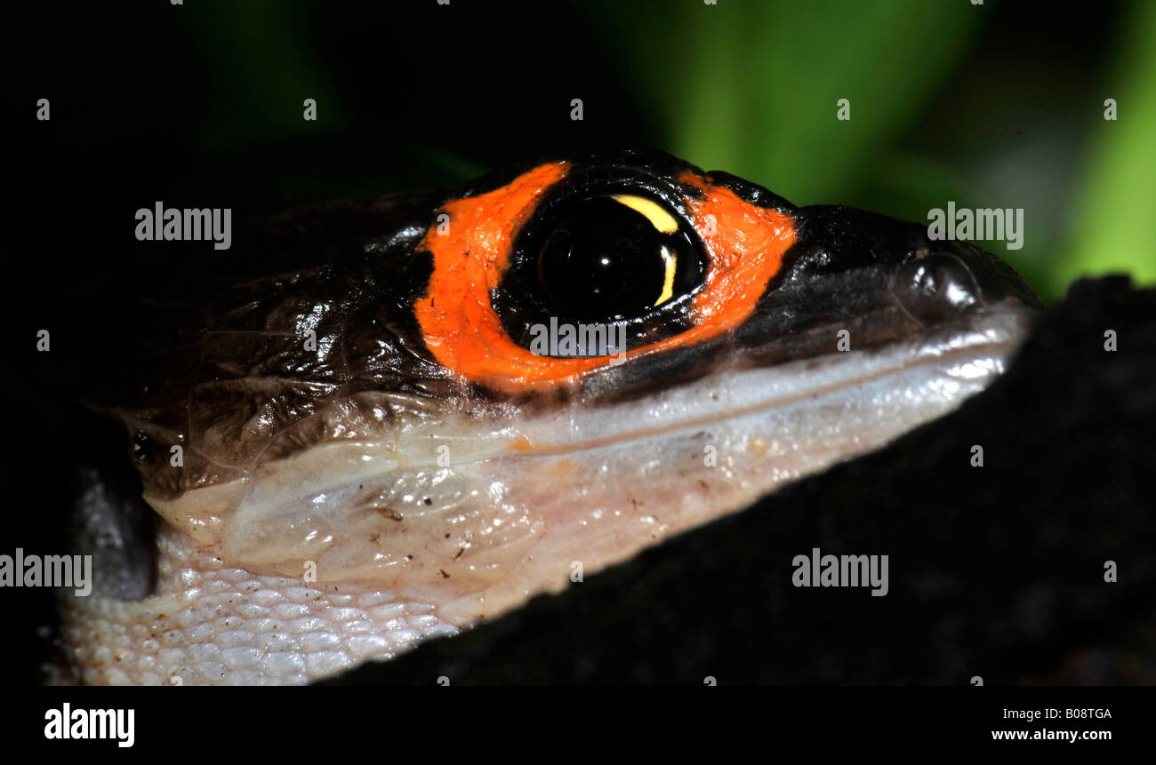 Red-eyed or Orange-eyed Bush Crocodile Skink (Tribolonotus gracilis), Papua New Guinea Stock Photo