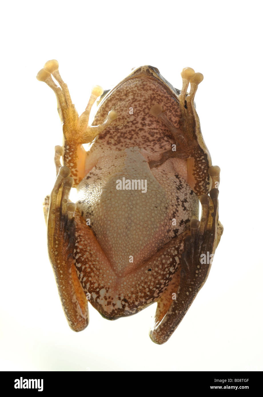 Bottom side, underbelly of Common Tree Frog (Polypedates leucomystax), Greater Sunda Islands Stock Photo