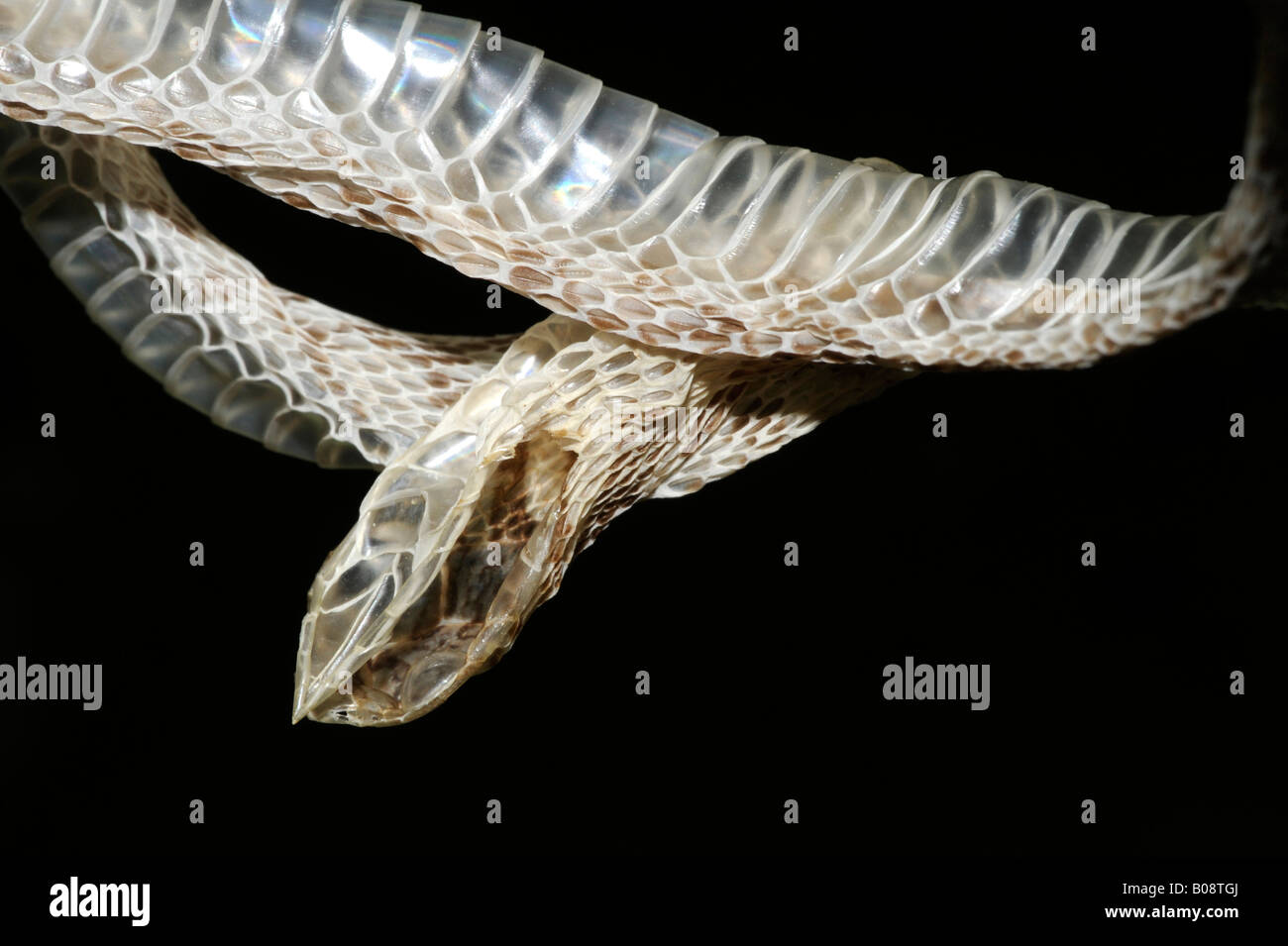 Common Egg Eater or Rhombic Egg-eater (Dasypeltis scabra) snake skin after shedding, East Africa Stock Photo