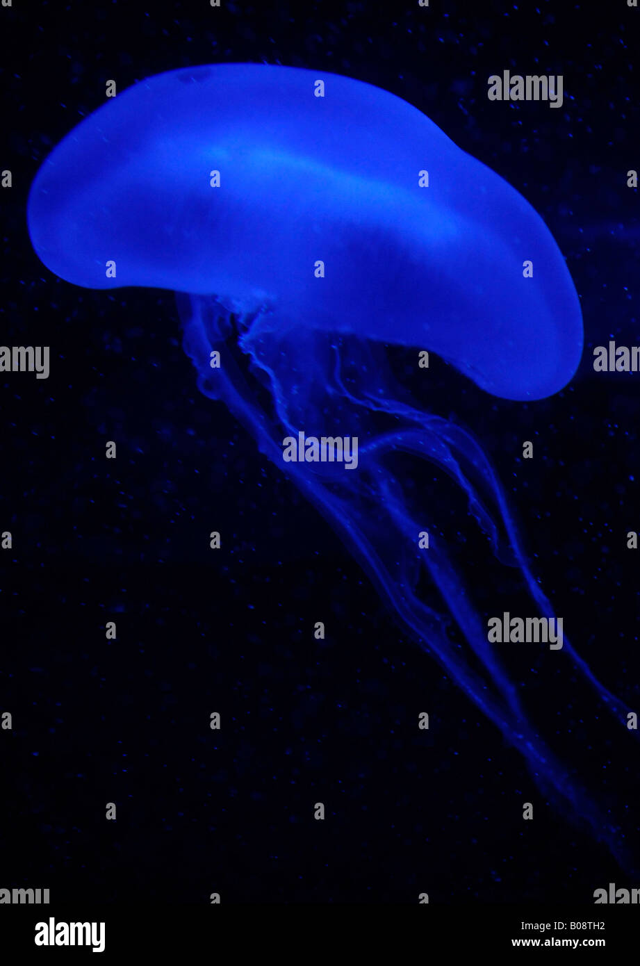 Jellyfish (Scyphozoa) Stock Photo