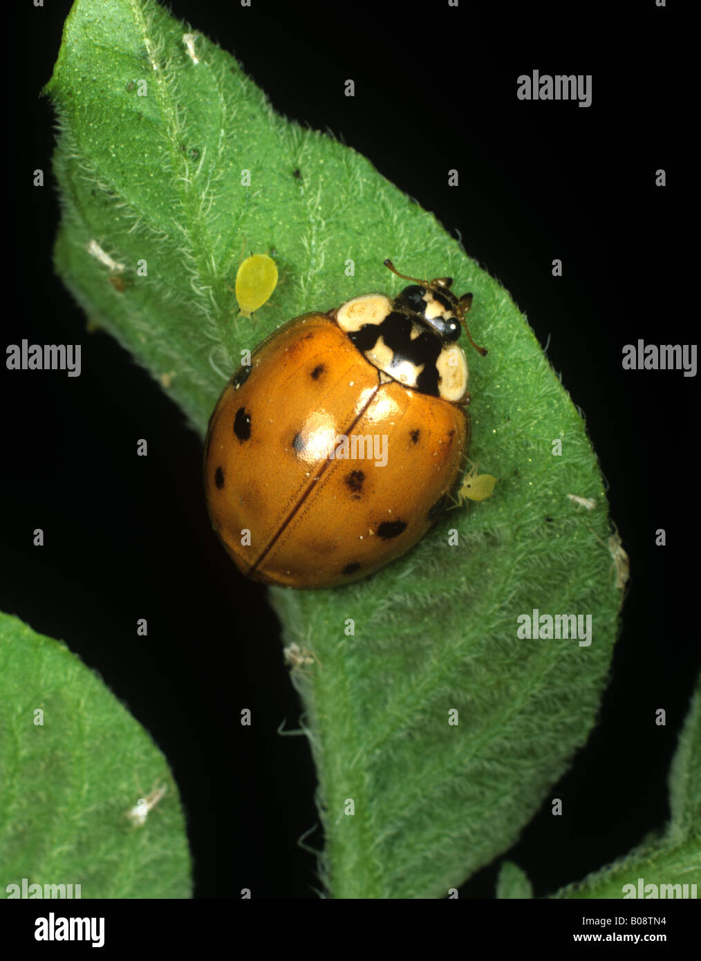 Harlequin or Asian ladybird Harmonia axyridis spotted form a threat to native ladybird species Stock Photo