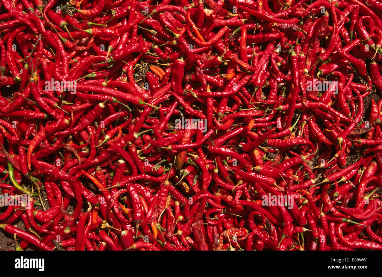 India red chillies hi-res stock photography and images - Alamy