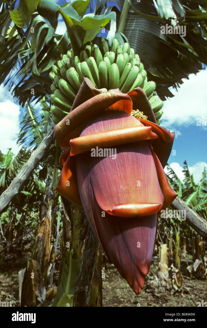 Banana plant (Musaceae), green bananas and leaves, La Palma Island, Canary Islands, Spain Stock Photo