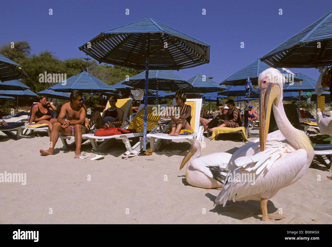 Two pelicans (Pelecanidae) grooming and lying on the Agia Napa beach in front of blue wooden shade umbrellas, Cyprus Stock Photo