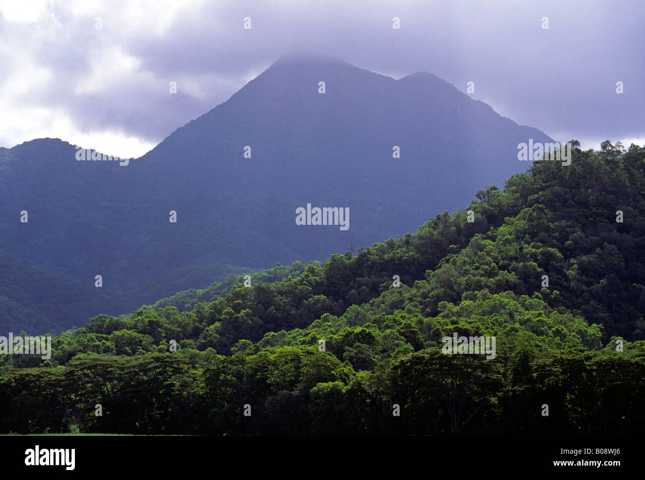 Daintree Rainforest, Daintree National Park, Queensland, Australia Stock Photo Alamy