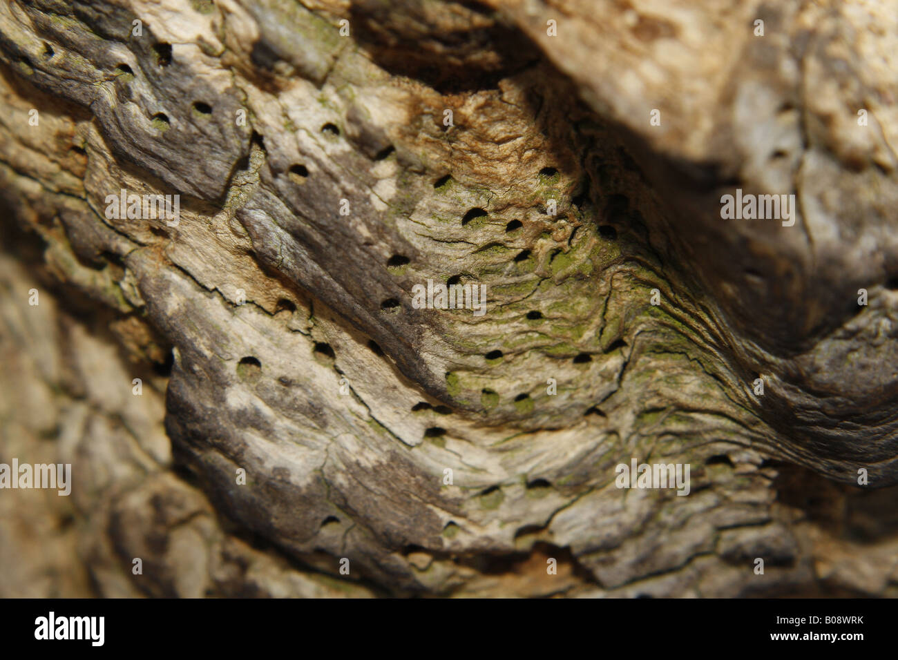 Woodworm in tree trunk hires stock photography and images Alamy