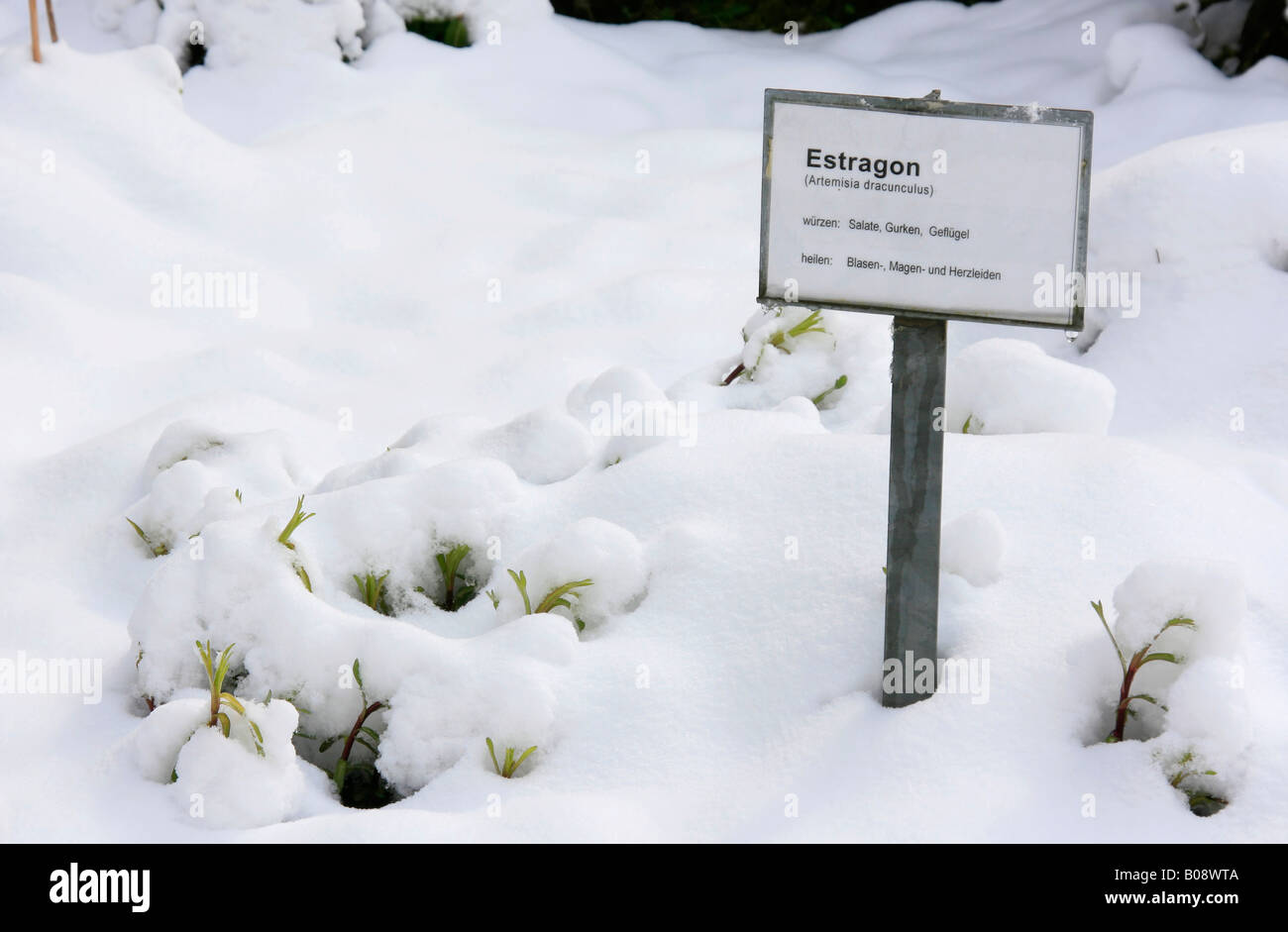 Tarragon (Artemisia dracunculus) covered in fresh snow Stock Photo