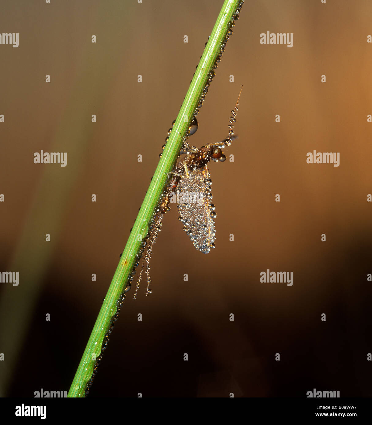 Mayfly or Dayfly ((Ephemeroptera) covered in dew, dewdrops, Germany, Europe Stock Photo
