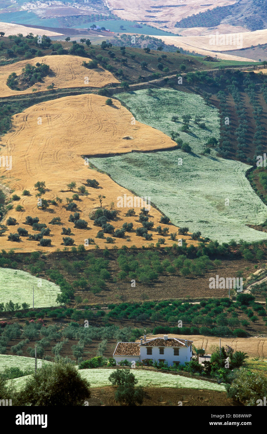 Cultivated landscape, Valle de Abdalajis, Málaga Province, Andalusia, Spain Stock Photo