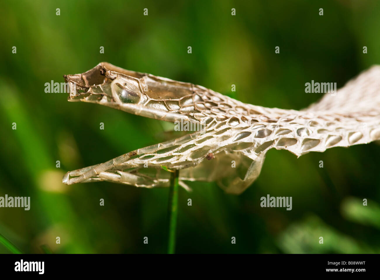 Closeup image of a snake skin head in the grass The mouth is open and the eye shield is clearly visible Stock Photo