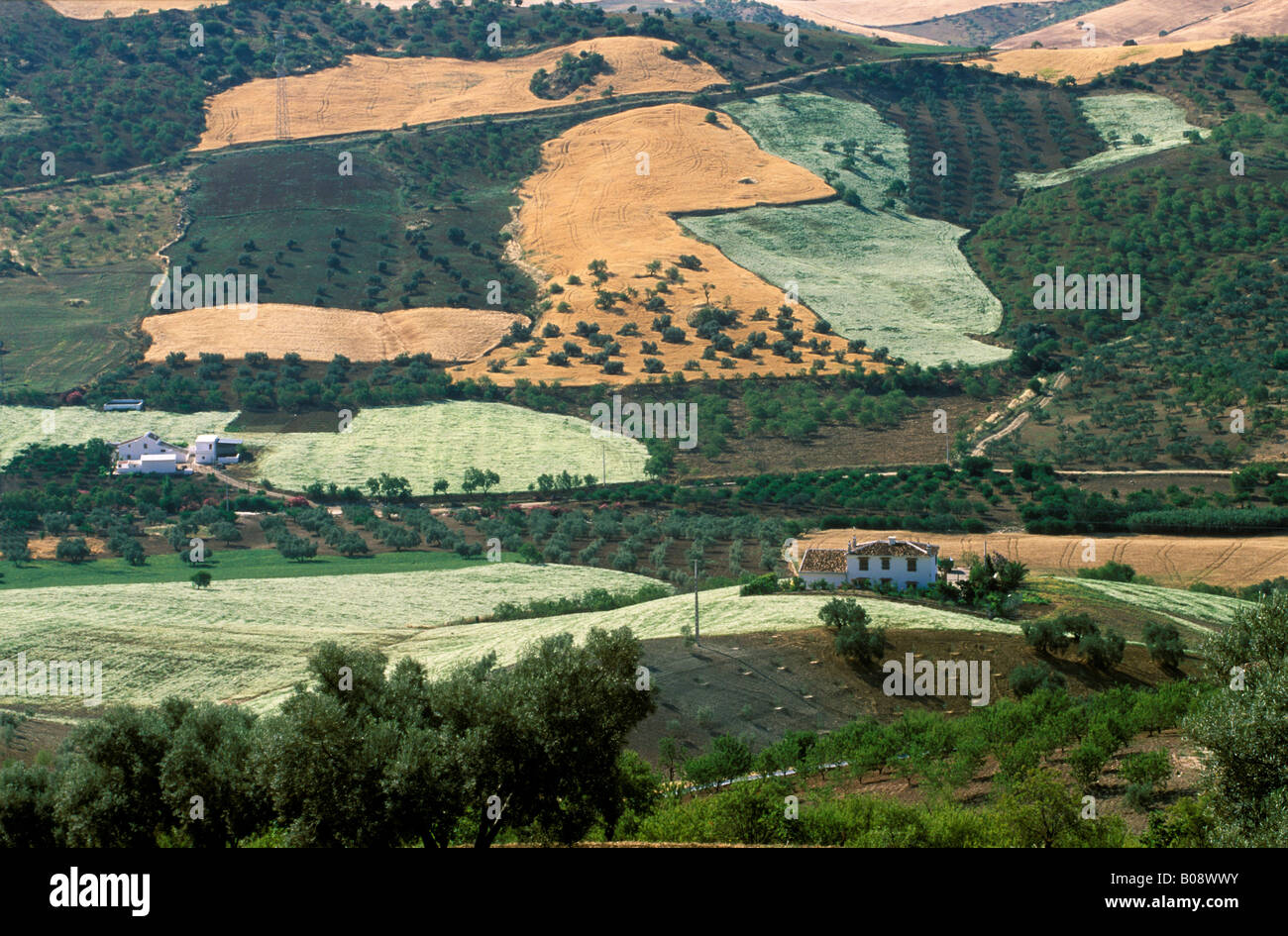 Cultivated landscape, Valle de Abdalajis, Málaga Province, Andalusia, Spain Stock Photo