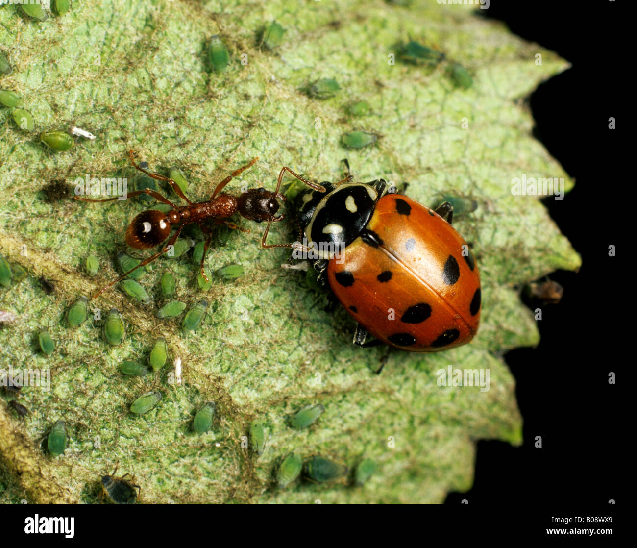 Convergent ladybird hippodamia convergens hi-res stock photography and  images - Alamy