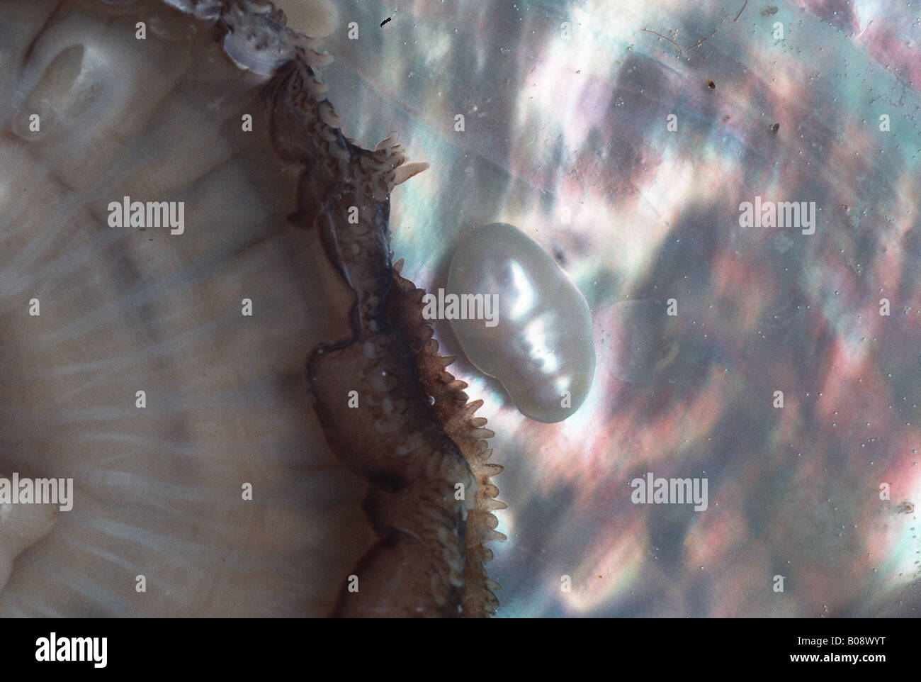 pearl-oyster (Pinctada spec.), mother-of-pearl, nacre Stock Photo