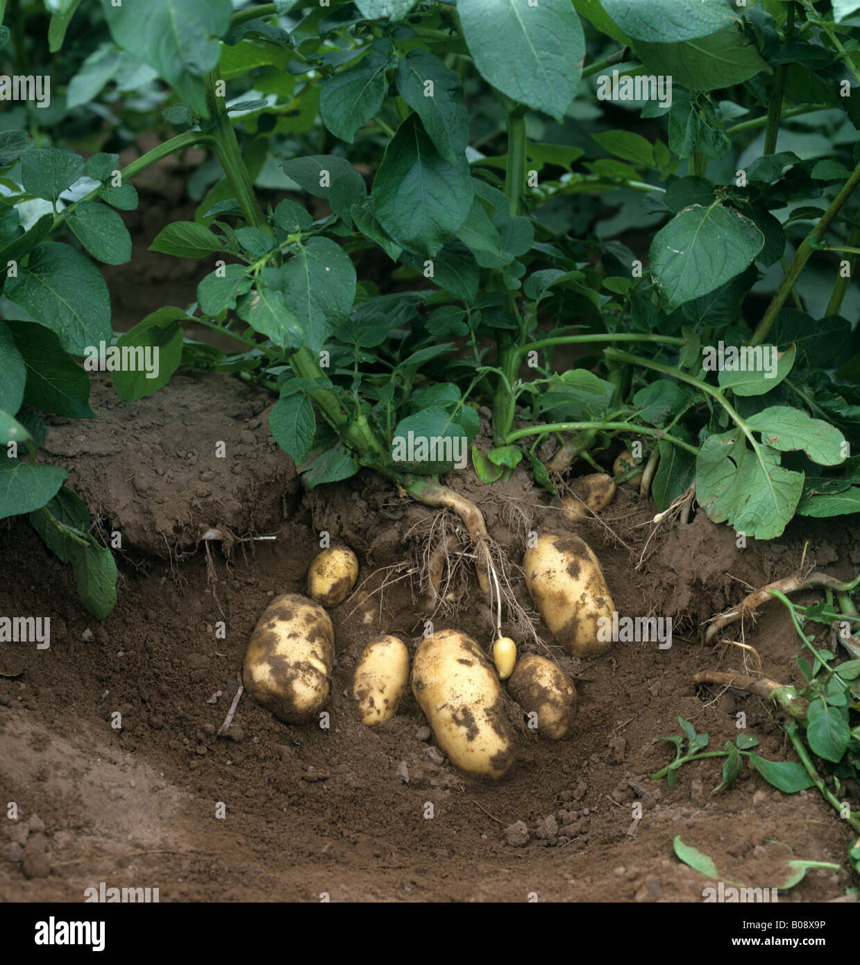 Exposed mature tubers of Charlotte potatoes Scotland Stock Photo