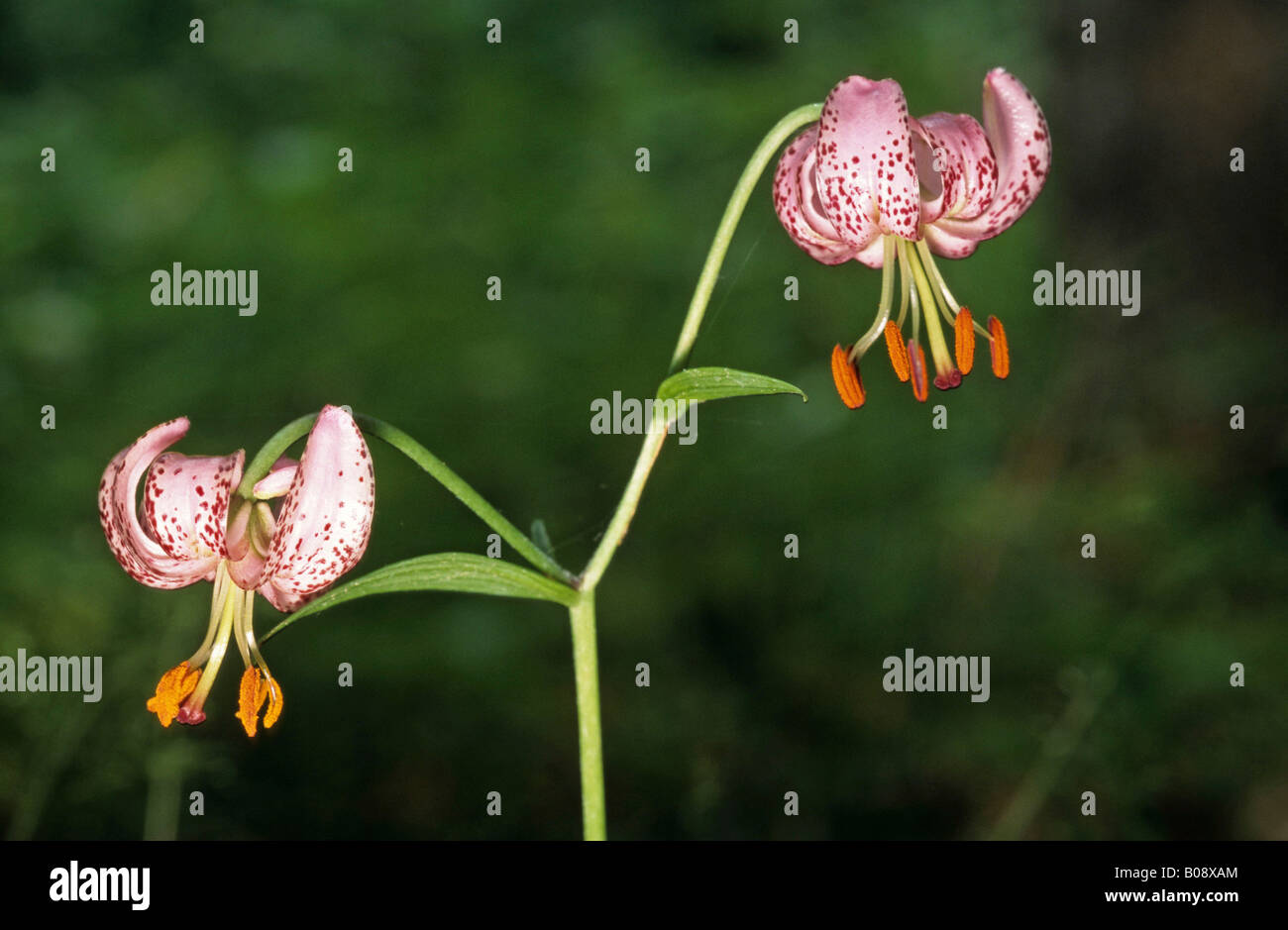 Martagon or Turk's Cap Lily (Lilium martagon) Stock Photo