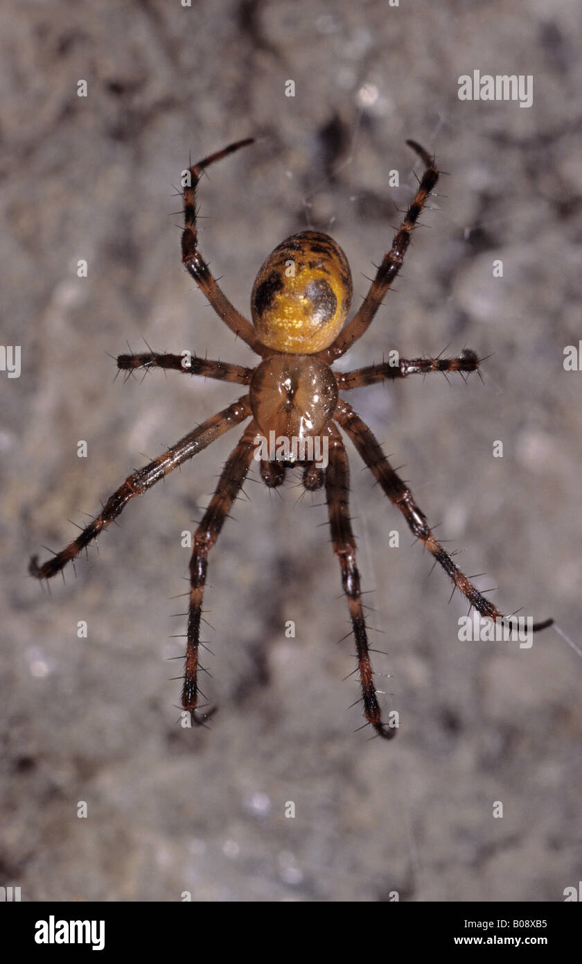European - or Orbweaving Cave Spider (Meta menardi) Stock Photo