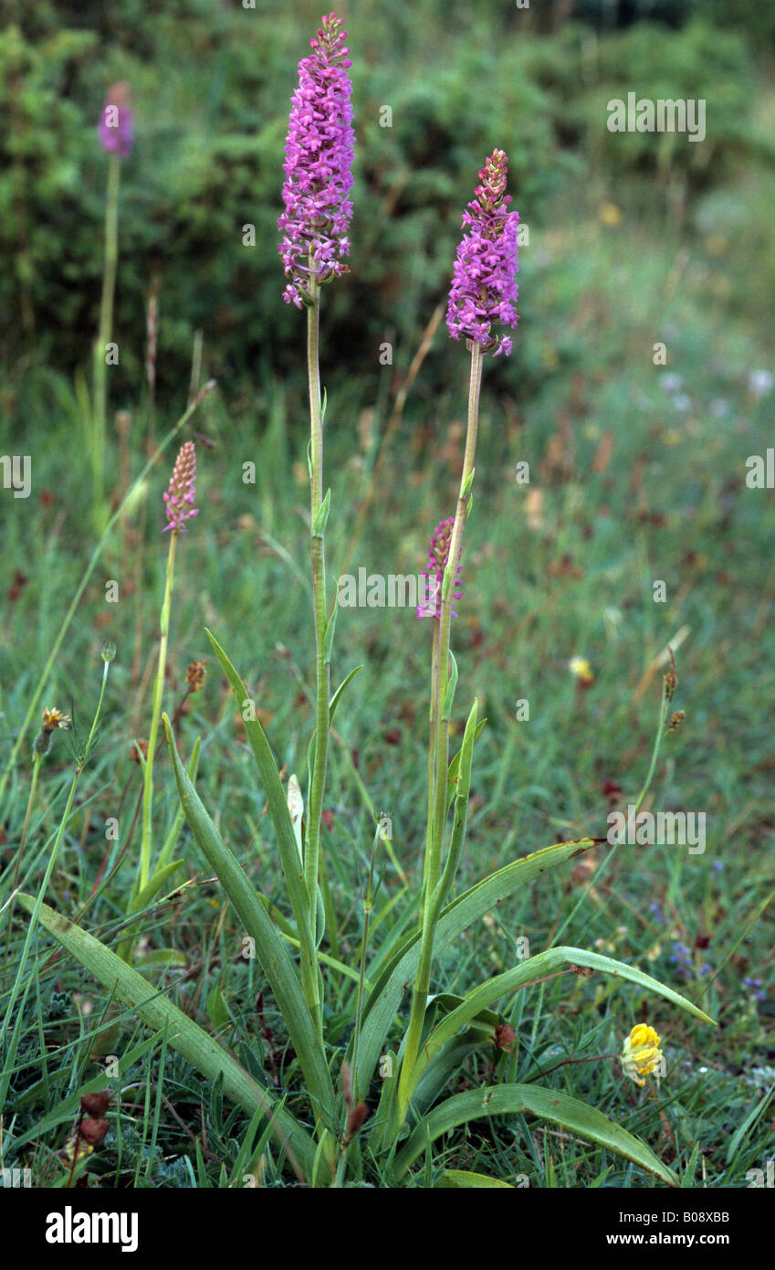 Fragrant Orchid (Gymnadenia conopsea) Stock Photo