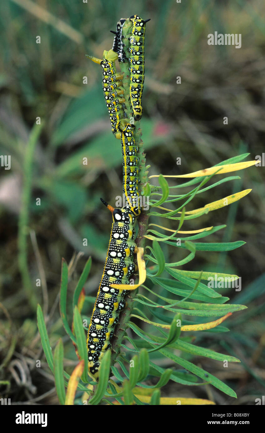 Spurge Hawk-moth caterpillars (Hyles euphorbiae) on a spurge (Euphorbia) Stock Photo