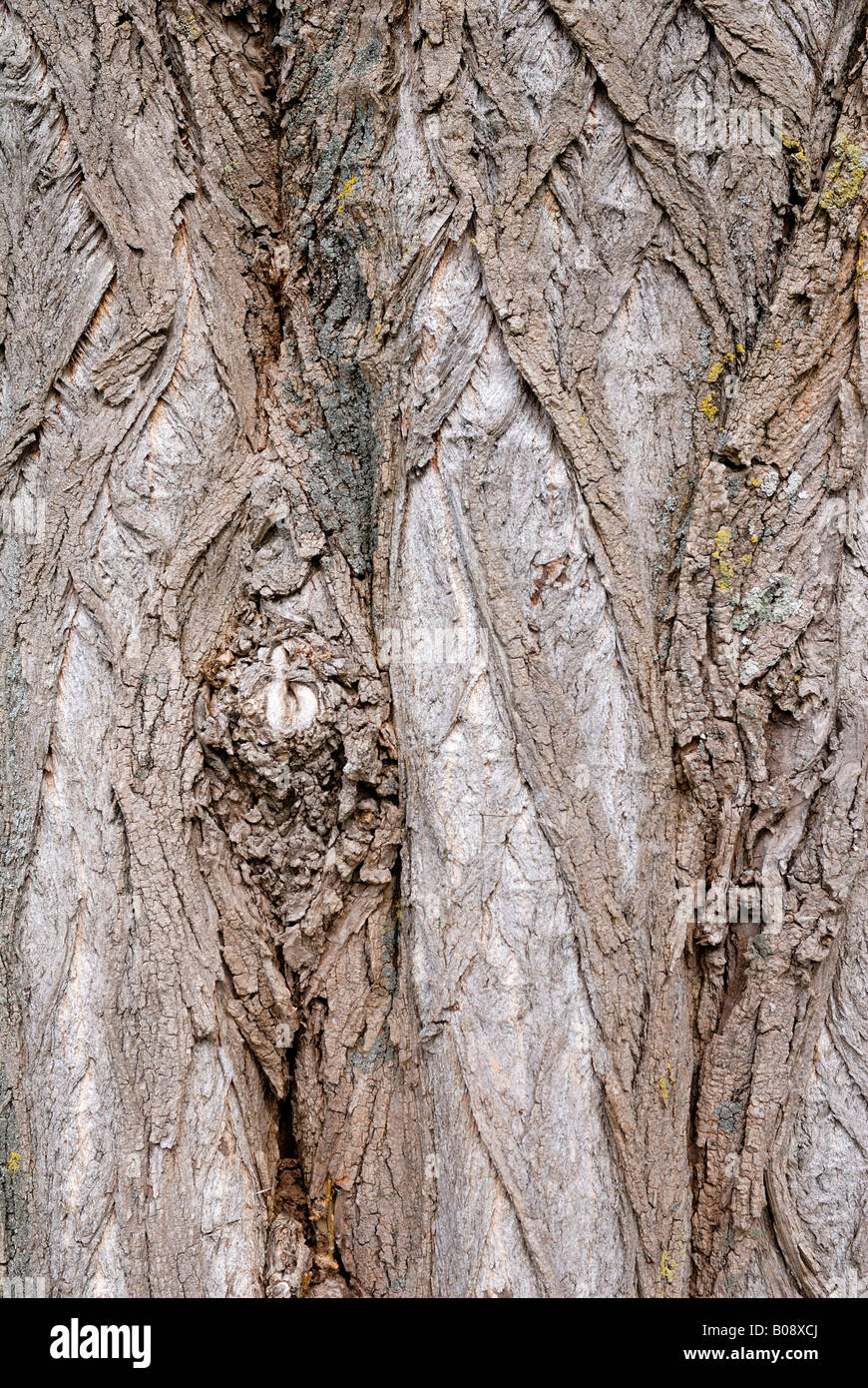 Bark of Black Locust tree (Robinia pseudoacacia) Stock Photo