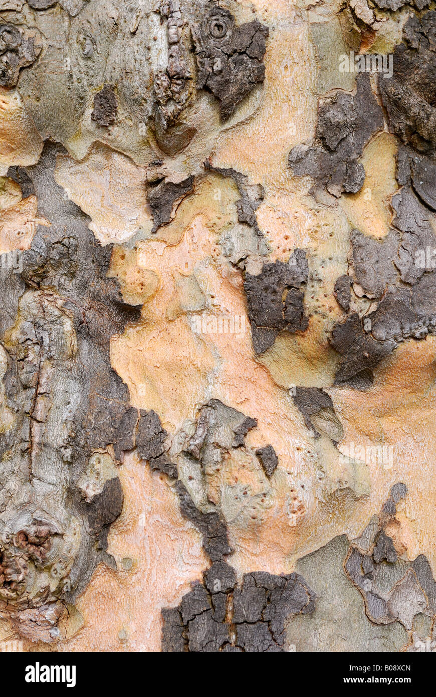 Bark texture, sycamore or plane tree (Platanus) Stock Photo