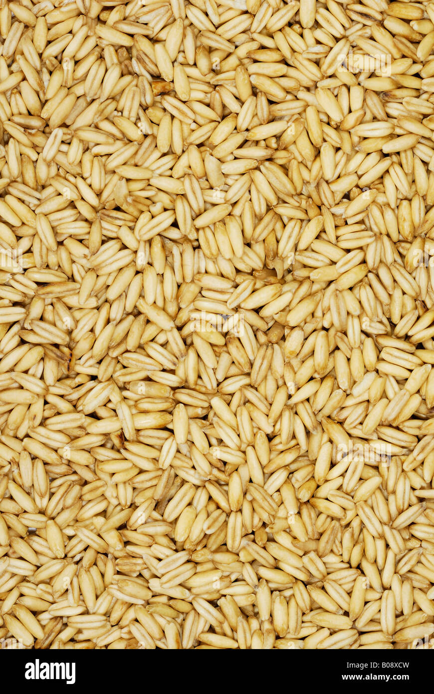 Hulled oats, oat grains Stock Photo