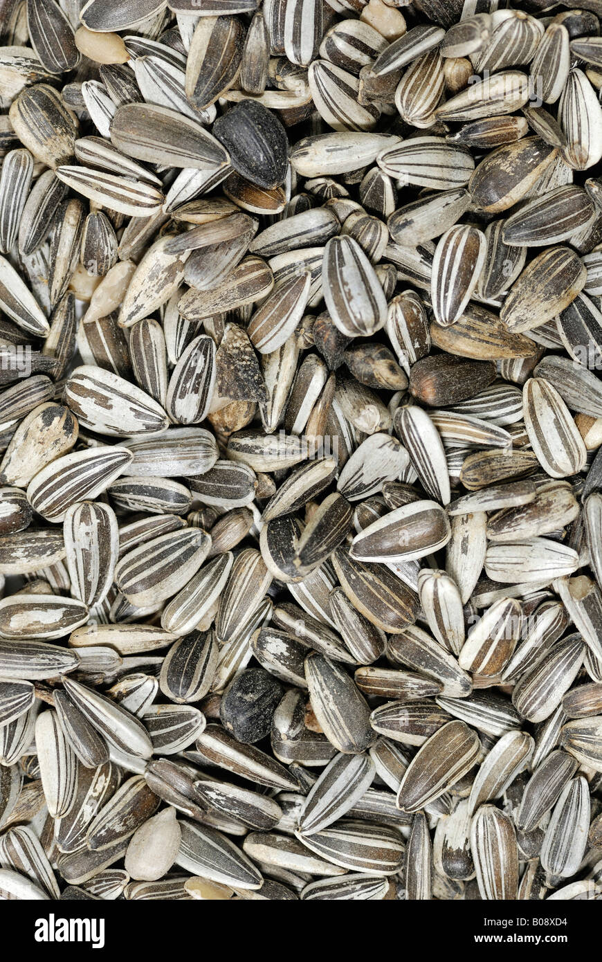 Sunflower seeds, unshelled Stock Photo