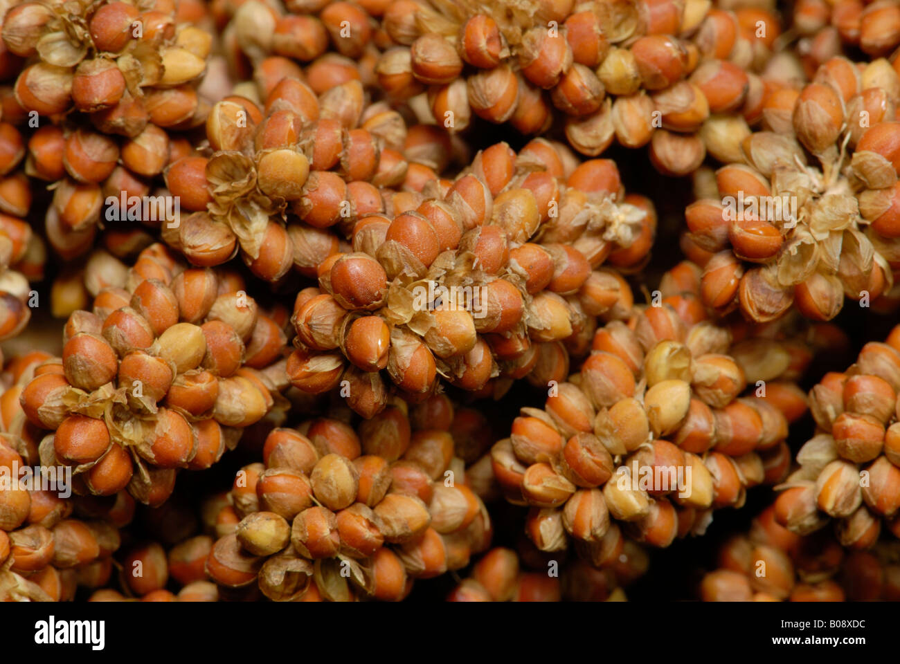 Detail, Foxtail - or Italian Millet (Setaria italica) Stock Photo