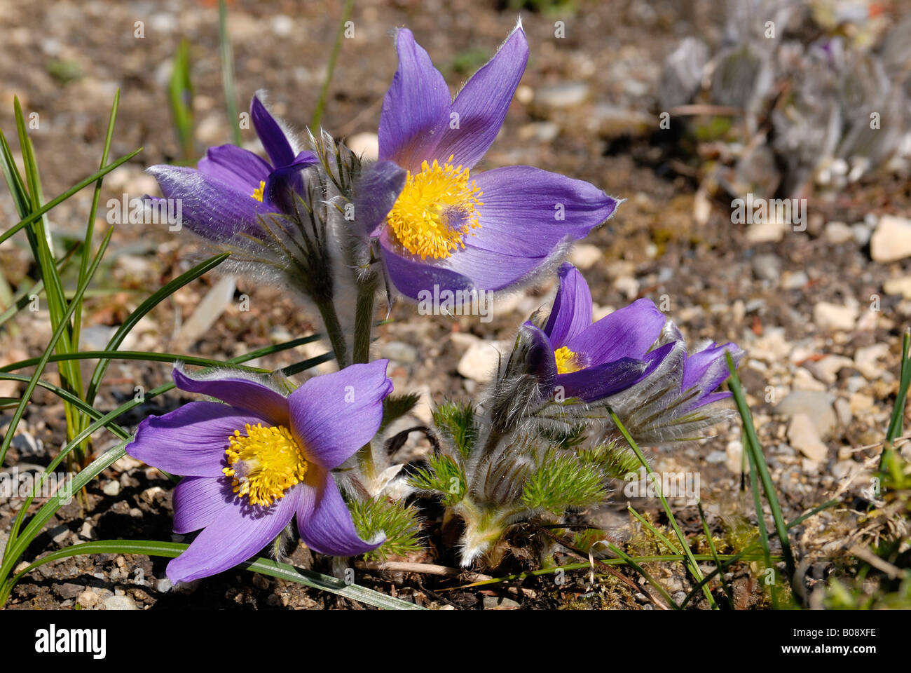 Pasqueflower, Pasque Flower (Pulsatilla spec.) Stock Photo